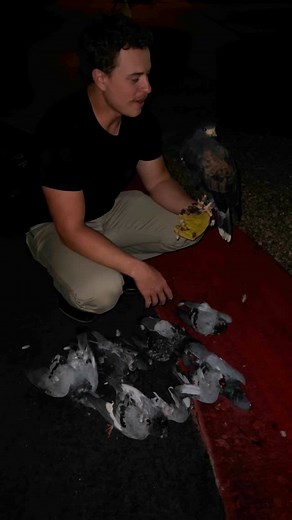 Desert Kings Falconry: Bird Control on Instagram: "An oldie from 2024. Just show casing how instance of a bird Luca is. He was already 100 grams over weight but decided he didn’t care, he just wanted to remove pigeons. • • • #falconry"