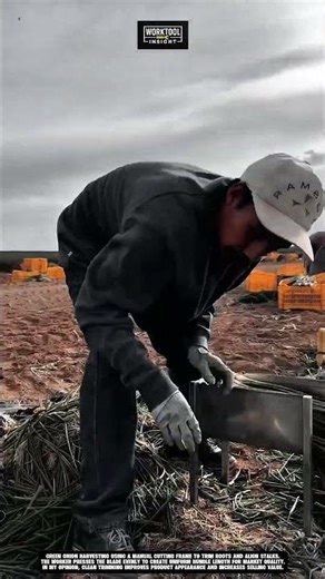 Green Onion Harvesting using Manual Field Cutting Tool | best for Fresh Produce Handling #tool