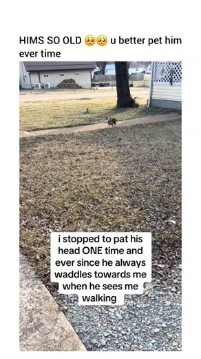 Dog Levity on Instagram: "Get amaz0n gift card in my bí0 🩷"