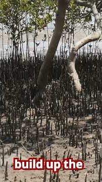 Our coastlines are slowly vanishing - Coastal Erosion #environment #science #climateaction #nature