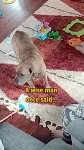 141K views · 398 reactions | When your toots makes you scoots! | The Pet Collective | Facebook