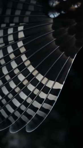 How Owls Silence the Forest