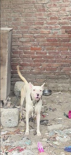 Dog Barking sound🐕🐶#dog sound #dog