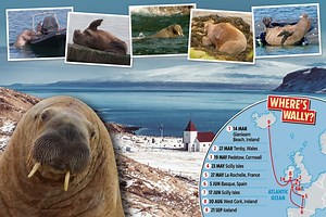 Wally the walrus heads home to the Arctic after six-month trip around Europe