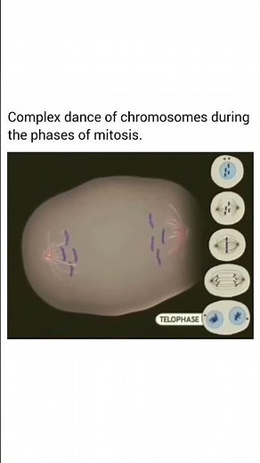 Mitosis stages #biology#celldivison #molecularbiology#cellbiology #lifescience#new#trending#shorts