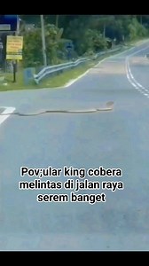 Pov;ular king cobera melintas di jalan raya sangat besar #fyp | Khalid Bin Walid