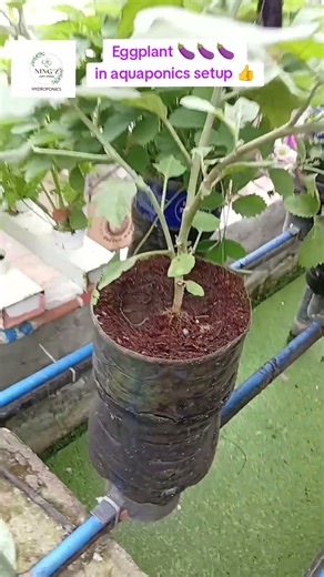 Eggplant 🍆🍆🍆 in aquaponics setup. #aquaponics #eggplant #farming #farmlife #grateful #ProudFarmer