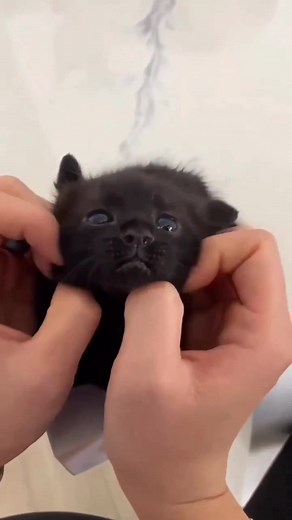 1.8K views · 309 reactions | "My little panther in the living room" | Black Cat Lover’s | Facebook