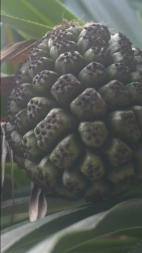 Hala Tree of Hawaiʻi 🌿 A Living Story of Culture and Survival
