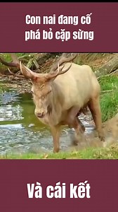 1.3M views · 2.6K reactions | Con nai đang cố phá bỏ cặp sừng và cái kết #conhuounhatoi #huanhuou #nhunghuouviet #dongvat | Huân Hươu | Facebook