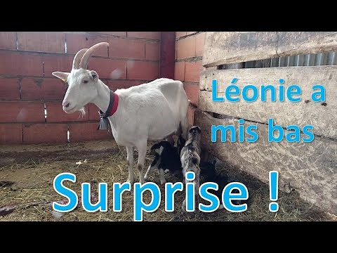 Les premiers chevreaux sont là
