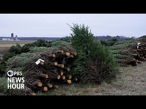 The long road from a Christmas tree farm to your home