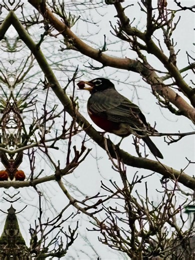 #merle #merledamérique #oiseau#printemps#birds#nature #foret #merlette