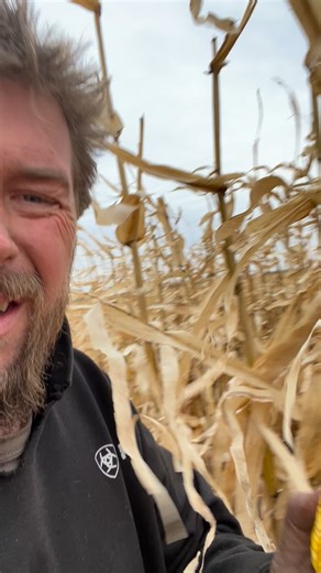 TractorGuy on Instagram: "How to check corn populations"