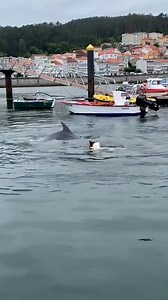 142K views · 1.2K reactions | Watch this sweet moment as a dog befriends a dolphin and they play in the sea together.  | News.com.au | Facebook