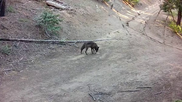 Looking for love: Lone gray wolf spotted in LA County may be first in SoCal in 100 years