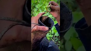 The slow art of harvesting tree sap (every drop matters)