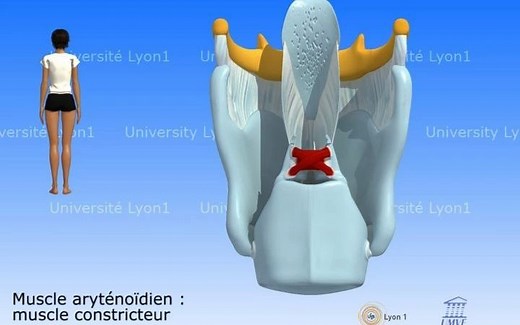 耳鼻喉解剖-喉部肌肉功能介绍