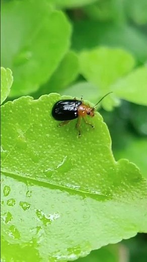 Flea Beetle (Chrysomelidae) Up Close: Garden Pest or Nature's Tiny Jumper?