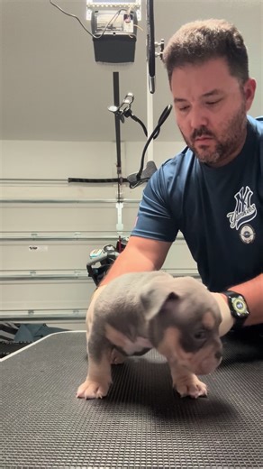 Understanding Bully Breeds: Characteristics and Care