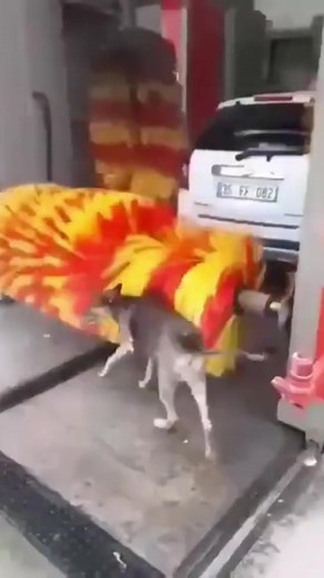 Funny Dog Videos Compilation