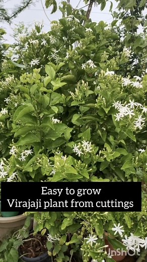 5.3K views · 30 reactions | Easy to grow virajaji plant from cuttings . . . . . . #jasmine #virajaji #juhi #jasmineflowers #jasmineplant #summerflowers #whiteflowers #terracegarden #plantsofinstagram #growplantsfromcuttings #telugureels #reelitfeelit #gogreen #gardenfresh #gardener #gardentips #royalgardenkumari | Kumari Sarath Putta | Facebook