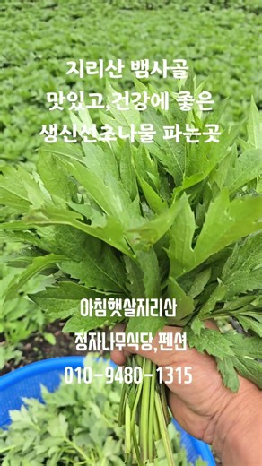지리산뱀사골 달궁 해발 600m 고지대에서 직접 재배하고 채취한 부드럽고 맛있는 생신선초 나물 판매하고 파는곳 이곳은 지리산뱀사골 달궁의 아침햇살지리산입니다. 26.4.26#신선초
