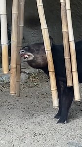 44K views · 2.1K reactions | Beethoven who? We’re all about Inca the chimemaster!   L.A. Zoo animals are provided novel enrichment every day, which promotes natural behaviors and overall animal wellbeing. #Tapir #MountainTapir #Music | Los Angeles Zoo | Facebook