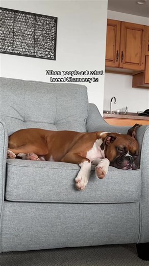 Exhausted Boxer Dog After Family Week