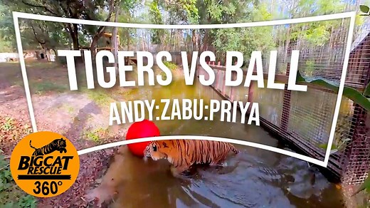 How do captive big cats amuse themselves while they are waiting for you to get involved in ending the trade in them as pets, props and parts? If you have a 360 VR headset, this is worth the effort to strap it on and be in the middle of the action. | Big Cat Rescue