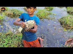 😲Unbelievable Boys Searching & Catching Big Shoal fish in Mud Water❤️Unique Hand Fishing Video