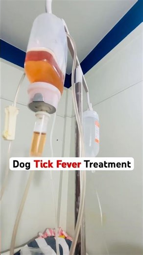 Dog Tick fever treatment || Dog tick fever || #tickfever #dogfever #fevermedicine