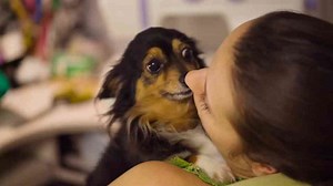 Looking for a Longtime Companion? Meet 8 Dog Breeds with Impressive Longevity