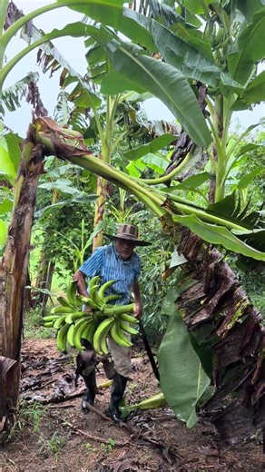 I harvested my plantain bunch despite the Sigatoka attack#shorts
