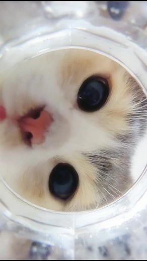 Kitten Meow^ω^ on TikTok