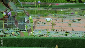 Brown Birds are walking in the lotus pond over lotus leaf to finding insect for food with blur background focus. Moving camera follow the bird to get bird motion.