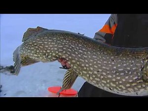 Tip-Up and Rigging Options for Pike