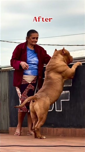 Before and After dogs transformation 🐕🐕🐕