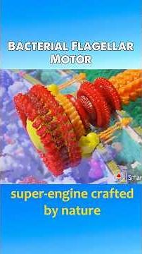 Bacterial Flagellar Motor #biology #science #bacterialflagellum