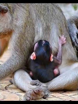 Cutest Baby Monkey Hugging Mommy | Adorable Wildlife