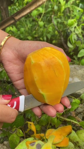 Belah Mangga Madu #mangga