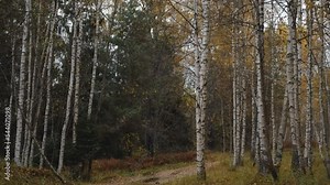 Nature of central Russia in autumn. 4K slow motion horizontal footage. Mixed forest during leaf fall. A lot of birches and firs with pines. Rural forest road trail without people.