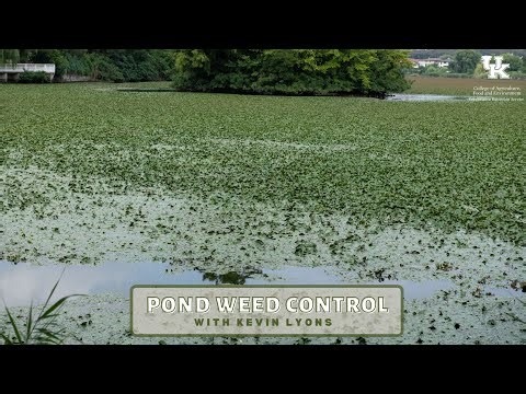Pond Weed ID & Control