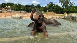 Cincinnati Zoo announces opening date for massive Elephant Trek habitat