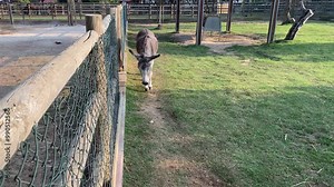 Donkey Strolling Along a Farm Fence. A serene scene of a donkey leisurely walking beside a fence on a peaceful home farm, showcasing the calm and natural beauty of rural life.