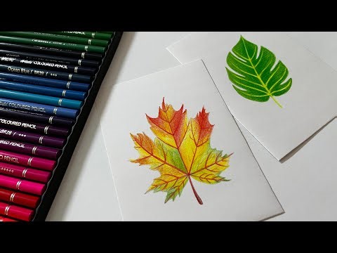 Colour Pencil Layering for Nature Drawings | Leaf Study Step by Step #art