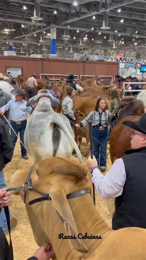 Ya pronto 🔜 a recibir el año nuevo 2026 Rodeo de Houston @rodeohouston 🇺🇸 #razascebuinas #publicidad #rodeo #show #showtime | Kender Novoa