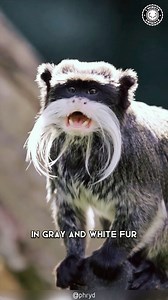 37K views · 2.6K reactions | Emperor Tamarin  The Mustached Monkeys! #emperortamarin #monkey #monkeys #monkeylove #monkeyface #primate #primatesofinstagram #wildanimals #wild #wildlife | 1 Minute Animals | Facebook