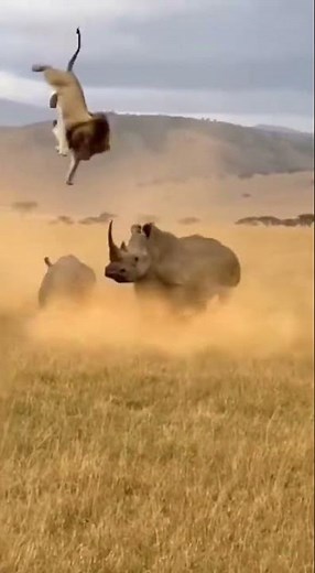Rhino Mom Delivers Epic Uppercut to Lion Attacking Her Calf! 😱 #RhinoMom #LionVsRhino