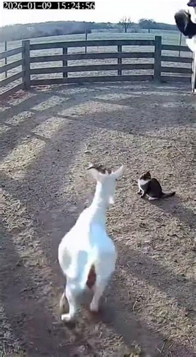 Goat Saves Cat from Eagle Attack!